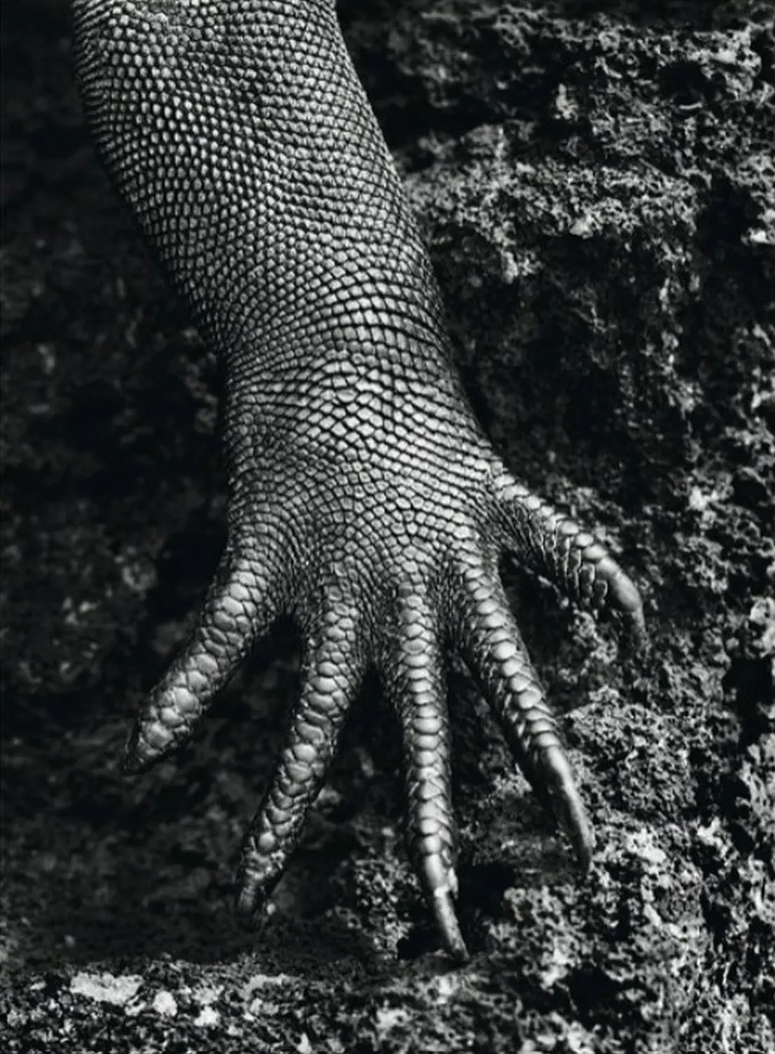 Un puissant portrait nu du peuple Zo'é issu du projet Genesis de Sebastião Salgado.